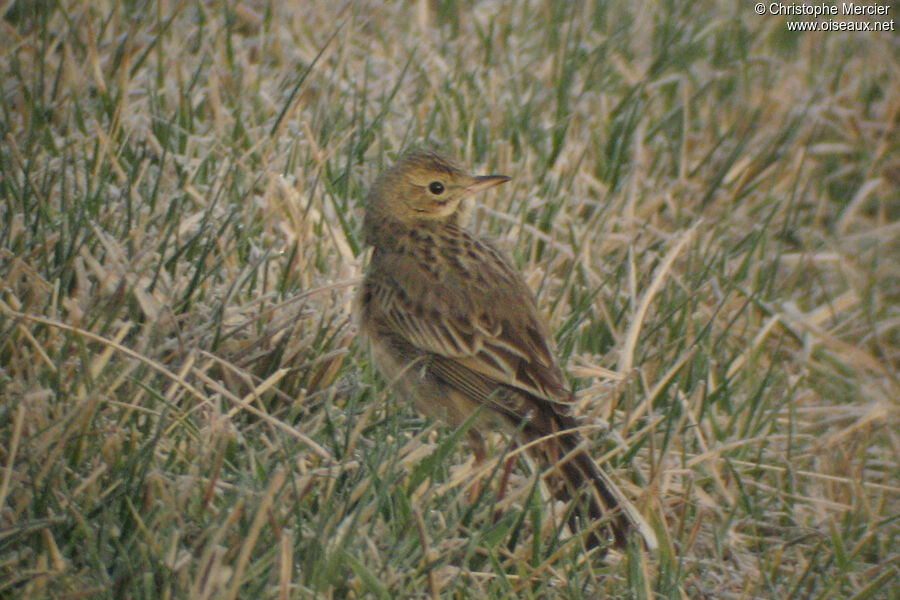 Richard's Pipit