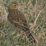 Pipit de Richard