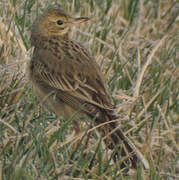 Richard's Pipit