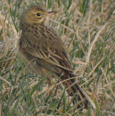 Pipit de Richard