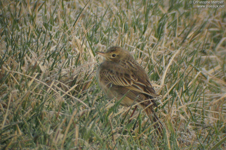 Richard's Pipit