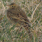 Pipit de Richard