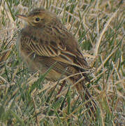 Richard's Pipit