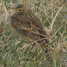 Pipit de Richard