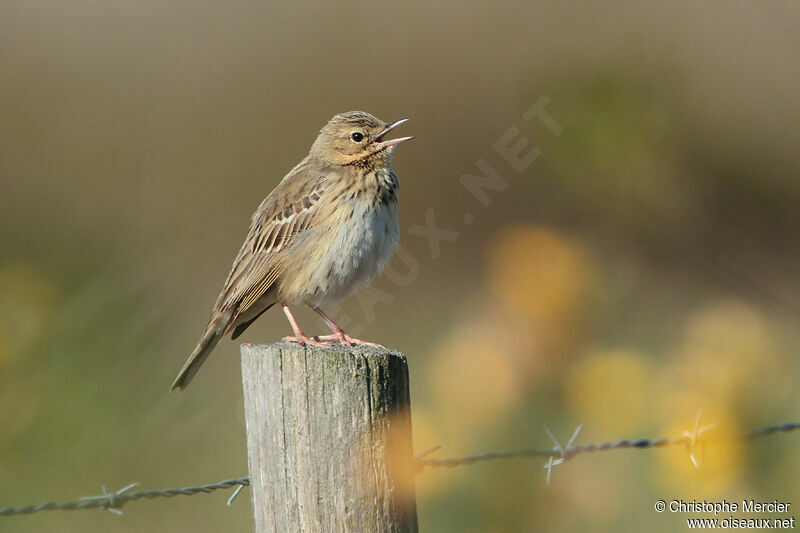 Tree Pipit