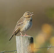 Tree Pipit