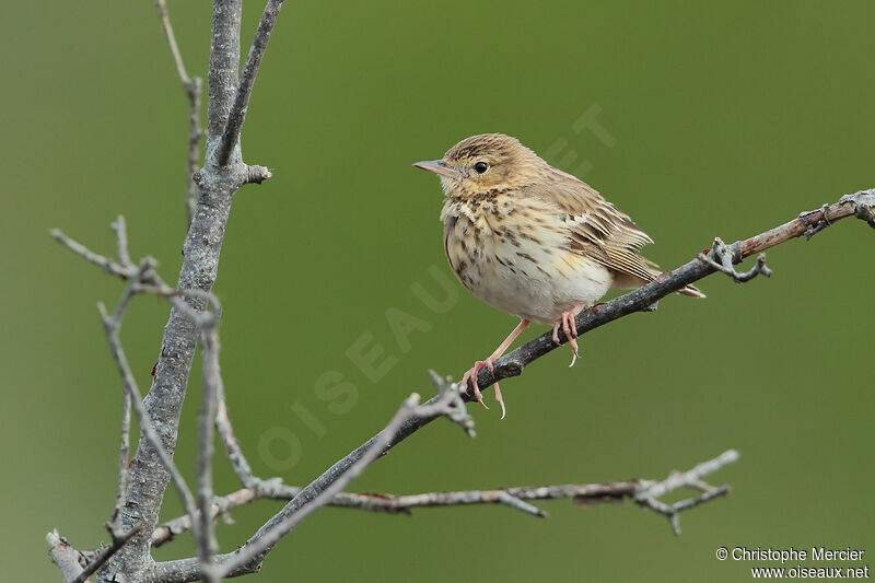 Tree Pipit