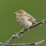 Pipit des arbres