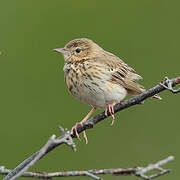 Tree Pipit