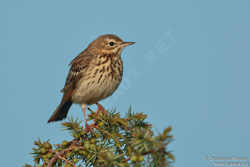 Tree Pipit