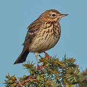 Pipit des arbres