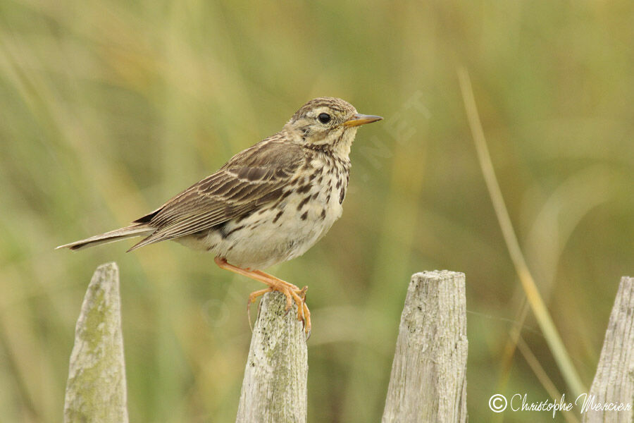 Meadow Pipit