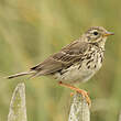 Pipit farlouse