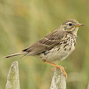 Meadow Pipit