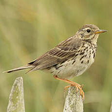 Pipit farlouse