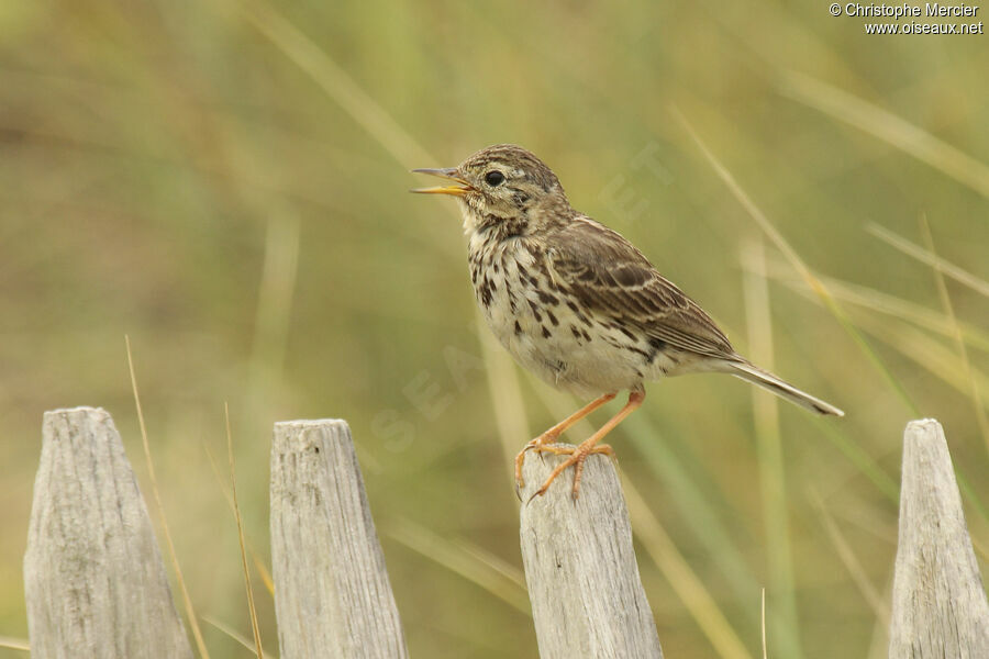 Pipit farlouse