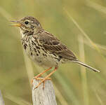 Pipit farlouse