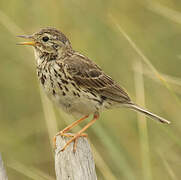 Meadow Pipit