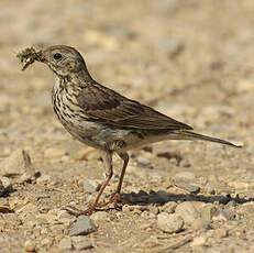 Pipit farlouse