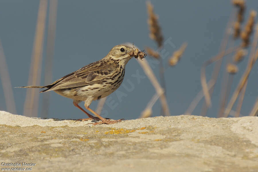 Meadow Pipitadult, feeding habits, Reproduction-nesting