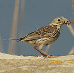 Pipit farlouse