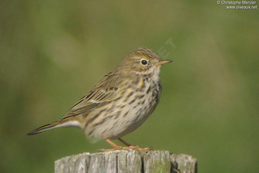 Pipit farlouse