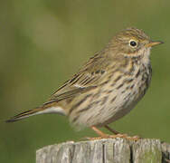 Meadow Pipit