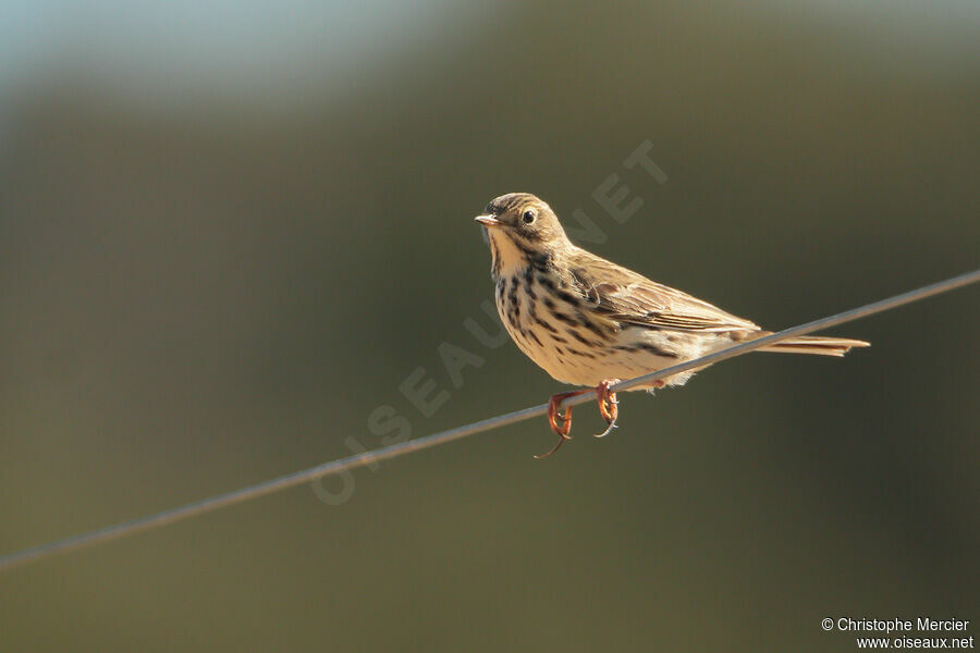 Pipit farlouse