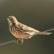 Pipit farlouse