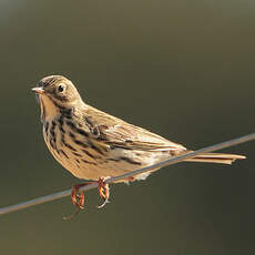 Pipit farlouse