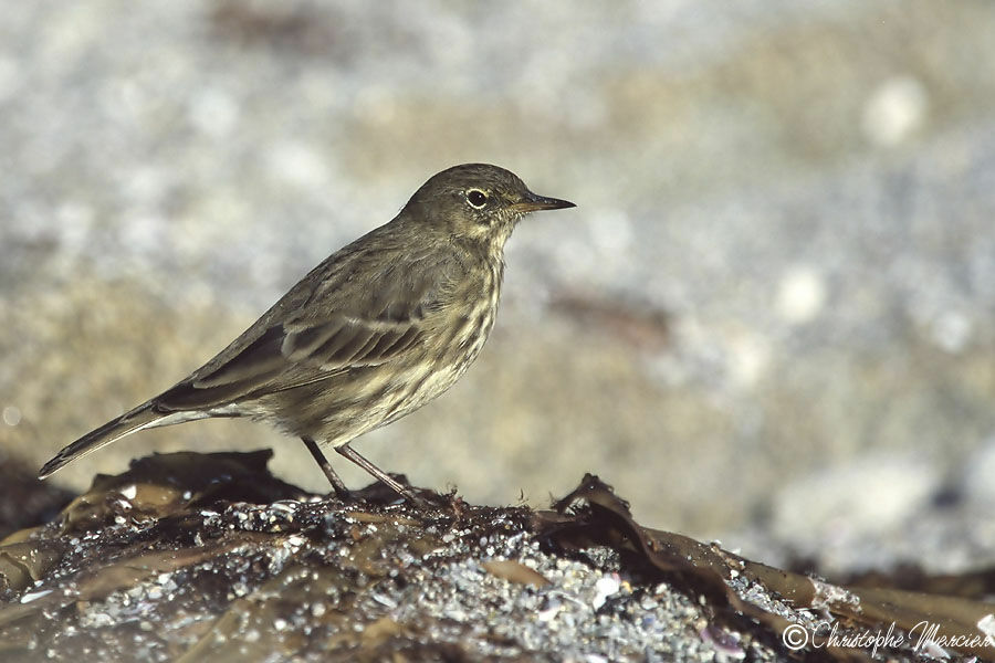 Eurasian Rock Pipit