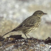 European Rock Pipit