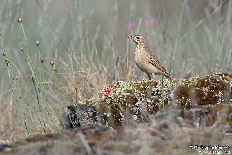 Tawny Pipit