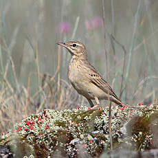 Pipit rousseline