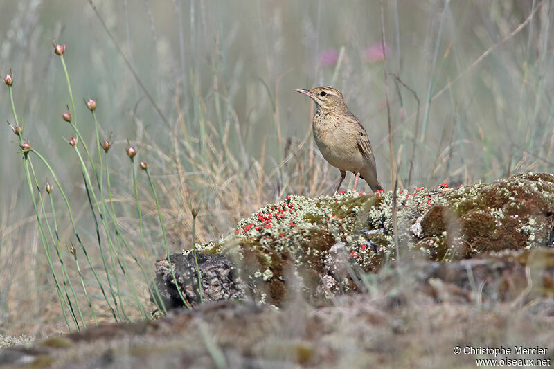 Pipit rousseline