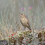 Pipit rousseline