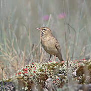 Tawny Pipit