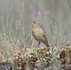 Pipit rousseline