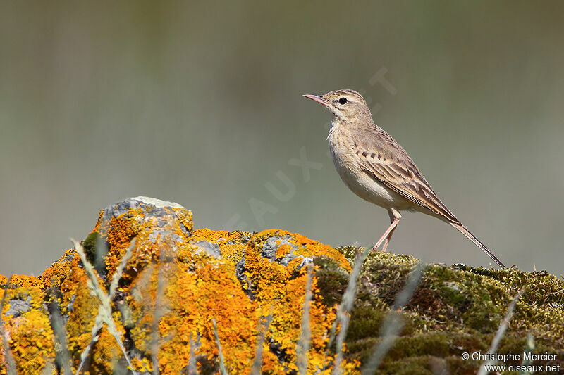 Pipit rousseline