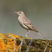 Pipit rousseline