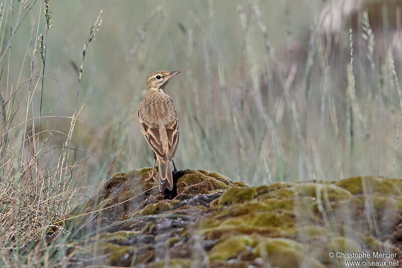 Tawny Pipit