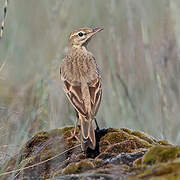 Tawny Pipit