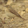 Pipit rousseline