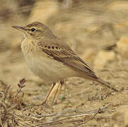 Tawny Pipit