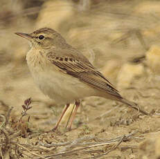 Pipit rousseline