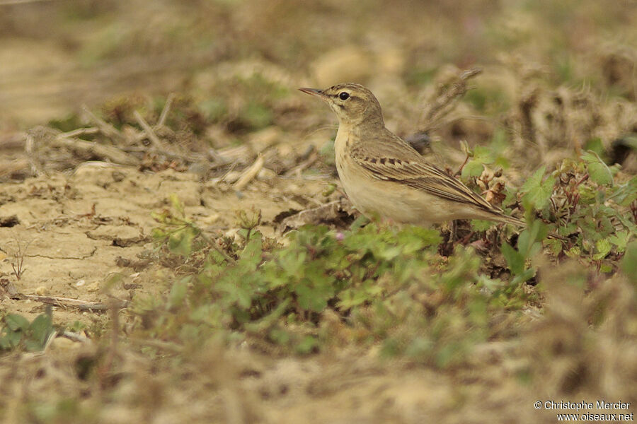 Pipit rousseline