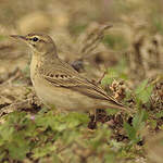 Pipit rousseline