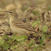 Pipit rousseline