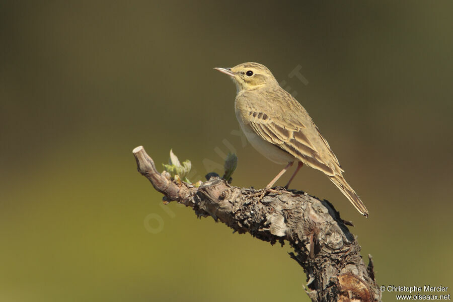 Tawny Pipit