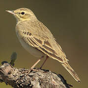 Pipit rousseline